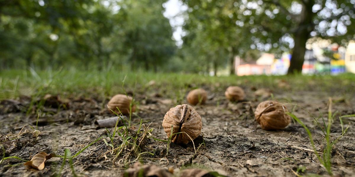 All'azienda agricola San Martino la Spigolatura Solidale 2023 